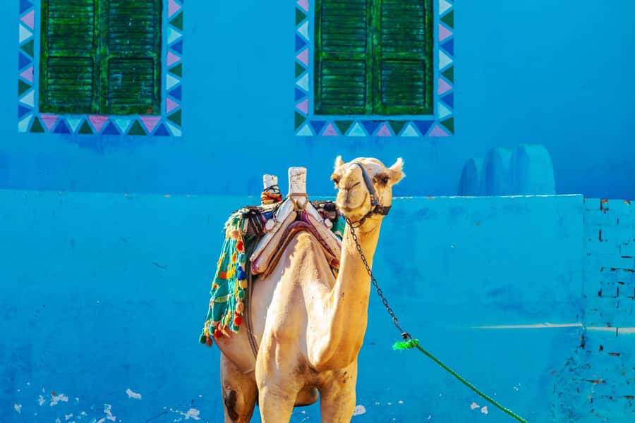 Aswan: Nubian Village Day Trip with Camel Ride - Door-to-door pickup and the Nile motor ride segment
