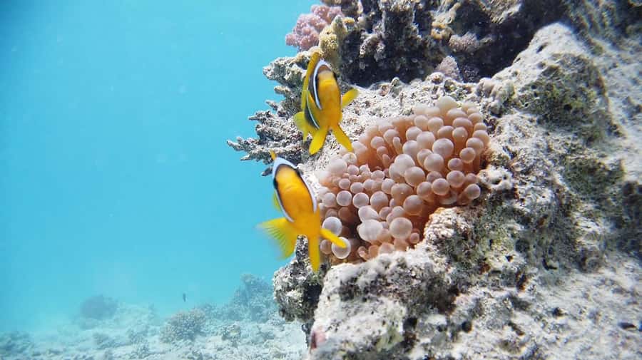 Cairo: Ain Sokhna Snorkeling cruise & optional transfer - Price value in plain terms (and what can add up)
