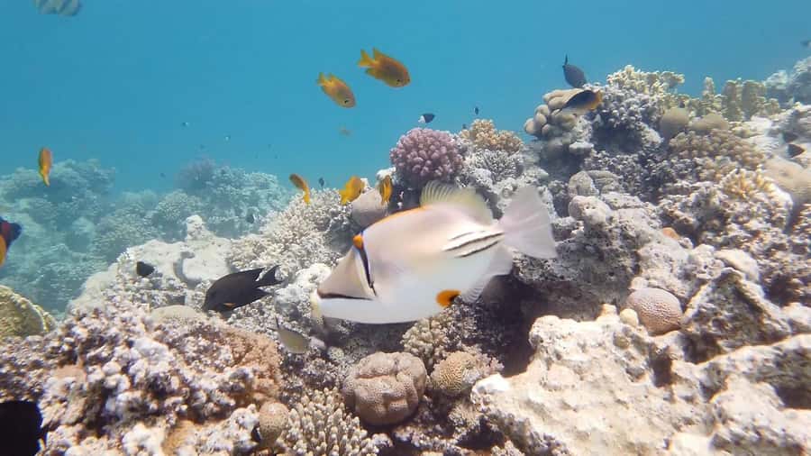 Cairo: Ain Sokhna Snorkeling cruise & optional transfer - Quick practical tips before you go