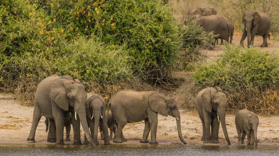 Cairo: Guided Day Trip to Africa Safari Park with Lunch - Hippos, Crocodiles, Turtles, and More: What You’ll Actually See