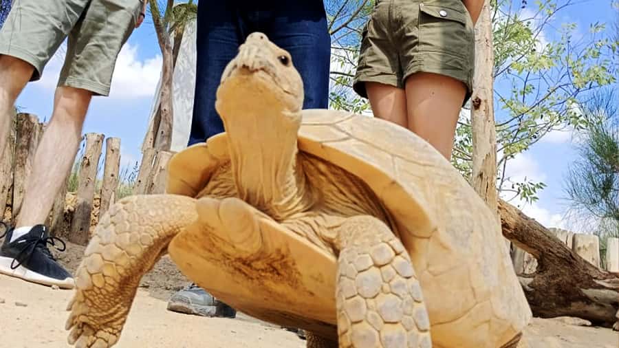 Cairo: Guided Day Trip to Africa Safari Park with Lunch - Optional Activities Inside the Park: Fishing, Ping Pong, Football, More