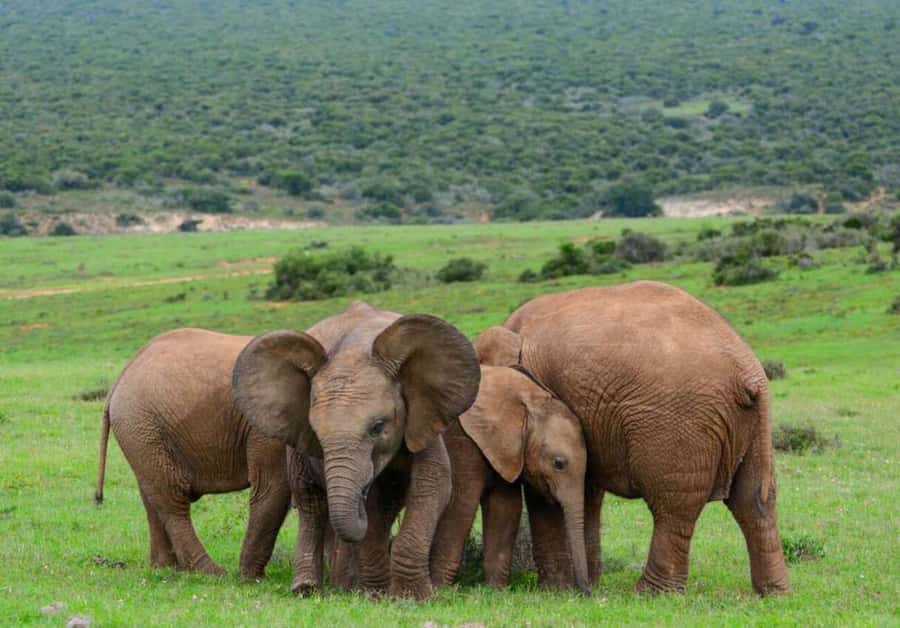 Cairo: Guided Day Trip to Africa Safari Park with Lunch - Who This Cairo Safari Park Tour Suits Best
