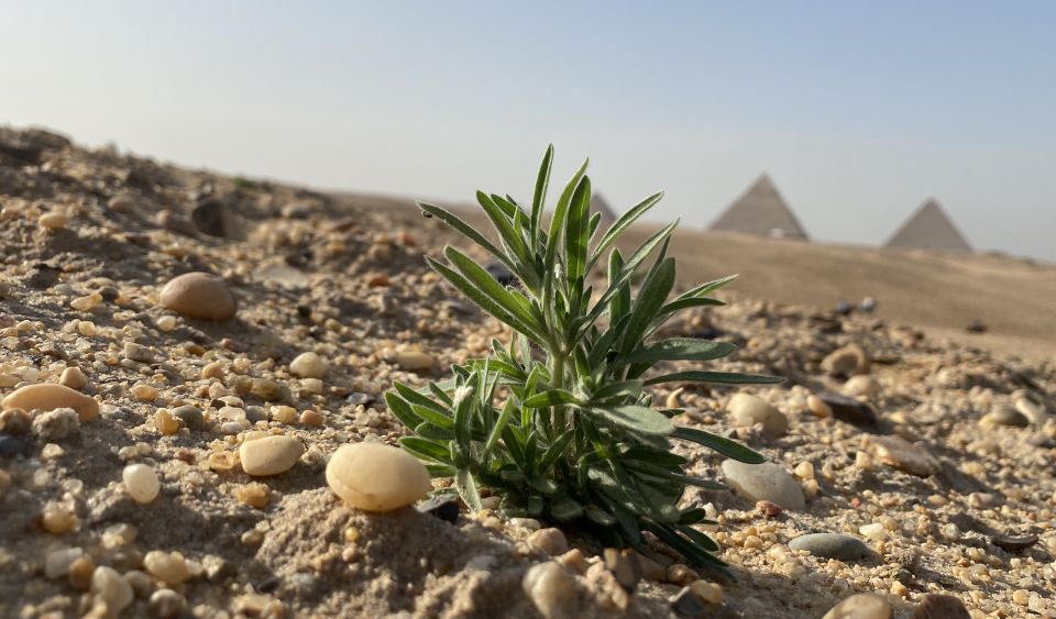 Cairo: Private Arabian Horse Ride at the Giza Pyramids - Key things to know before you go