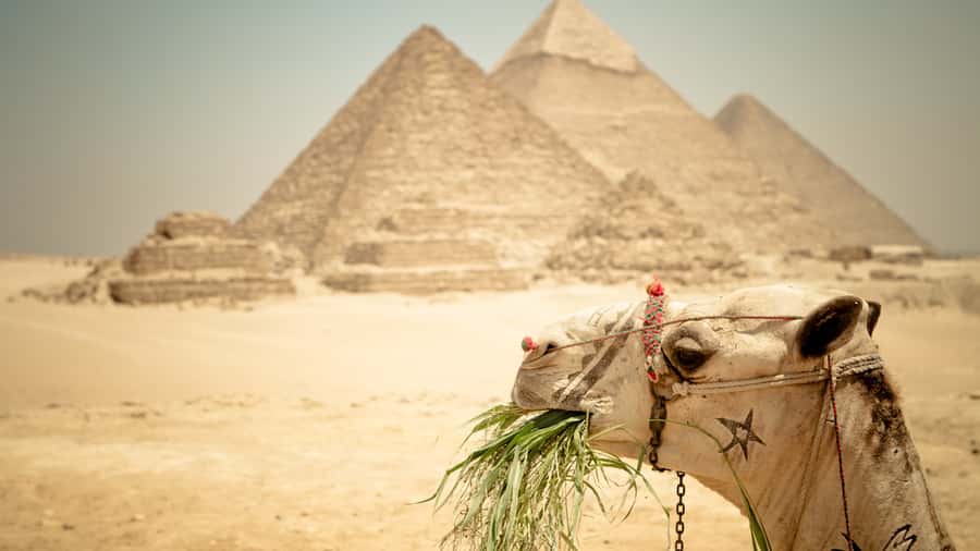 Cairo: Pyramid Tour, Boat Ride and Lunch at Cafelucca - How the 6-hour flow keeps the day from feeling rushed