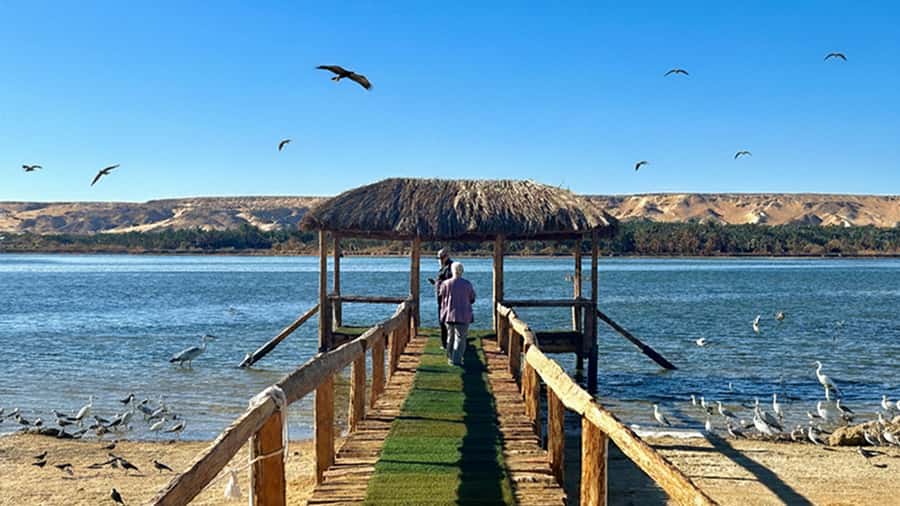 Cairo: Wadi El Ryan Fayoum Oasis &Bird Watching Private Tour - Wadi El Rayan: The Protected-Area Bird-Watching Core