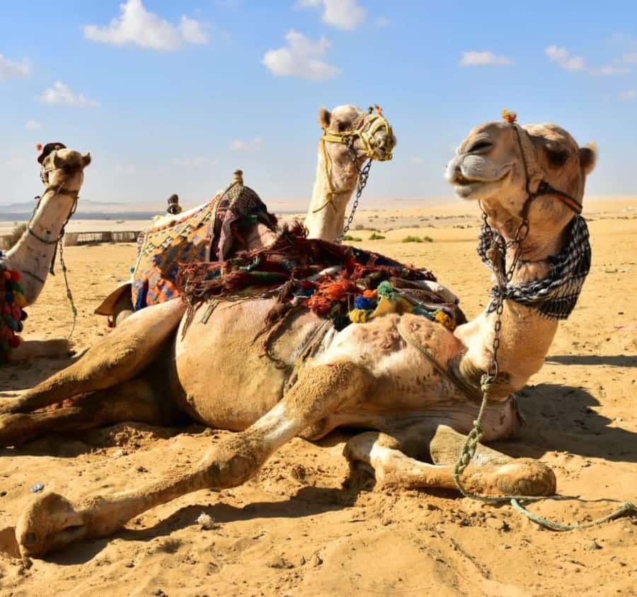 Cairo: Wadi El Ryan Fayoum Oasis &Bird Watching Private Tour - El Hez Village’s Cold Spring: A Refreshing Break From Watching