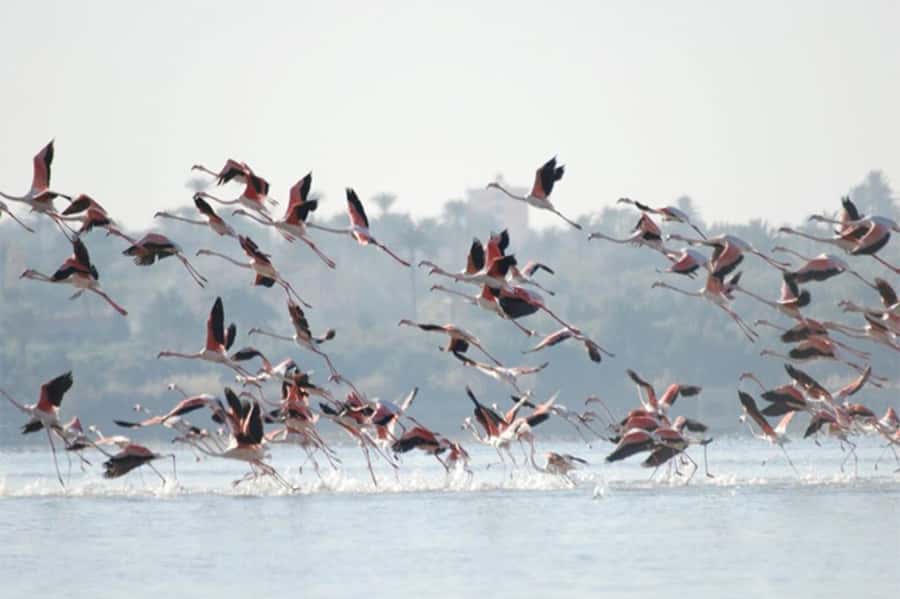 Cairo: Wadi El Ryan Fayoum Oasis &Bird Watching Private Tour - Crystal Mountain: The Visual Payoff After Quiet Nature Time