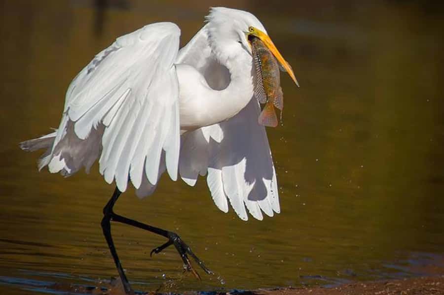 Cairo: Wadi El Ryan Fayoum Oasis &Bird Watching Private Tour - Late Lunch in El Fayoum: Why It’s Scheduled the Way It Is