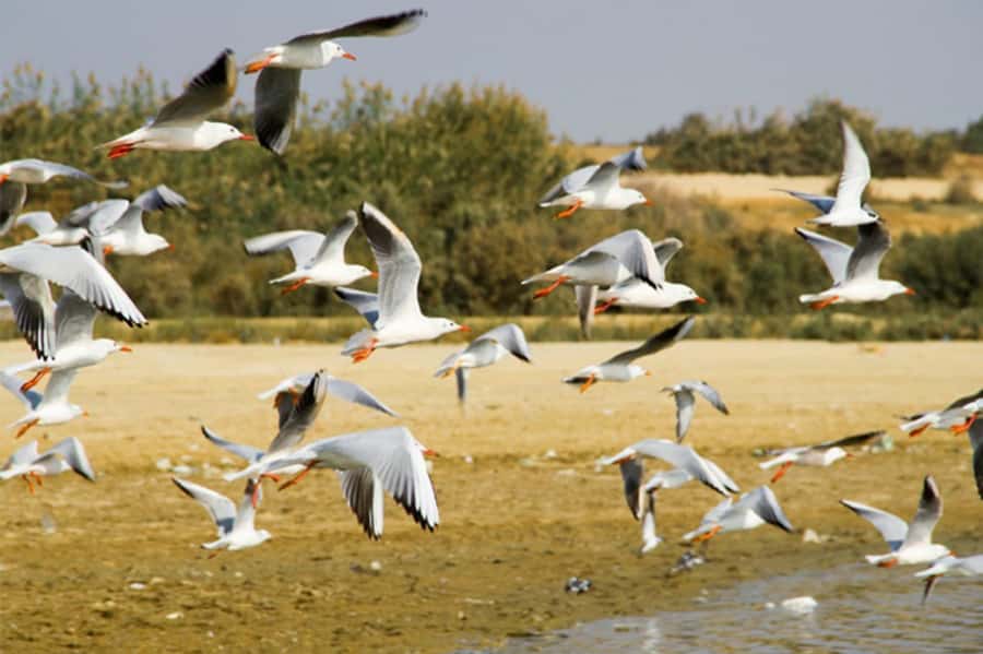 Cairo: Wadi El Ryan Fayoum Oasis &Bird Watching Private Tour - Price and Value at $121 Per Person