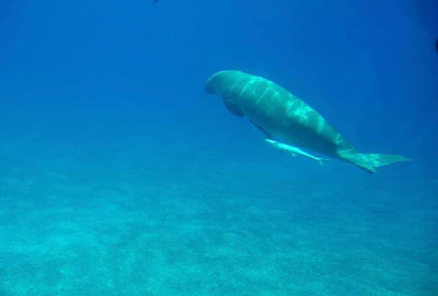 Dahab: luxury Snorkeling cruise with buffet lunch - Photography: optional, but sometimes worth it