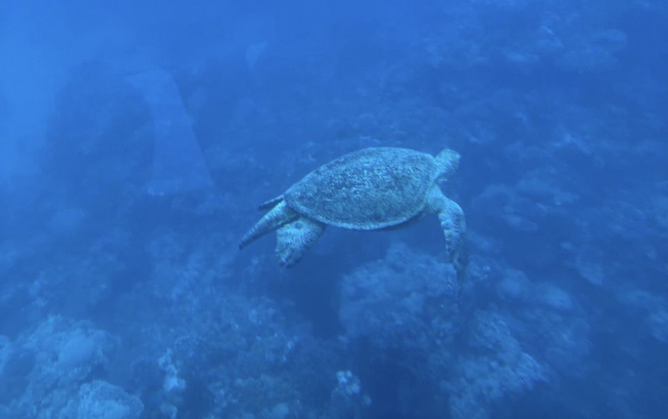 Dahab: Royal seascope Semi-Submarine Cruise - Price and Value: is $33 worth it?