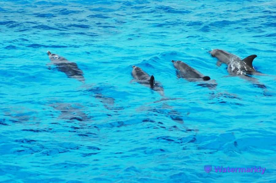 Dolphin house snorkeling trip - How the Dolphin House boat day flows from Hurghada