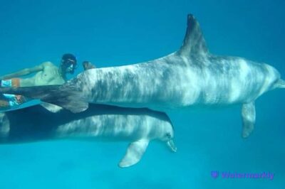 Dolphin house snorkeling trip - Dolphin House spotting: what to expect when dolphins are truly wild