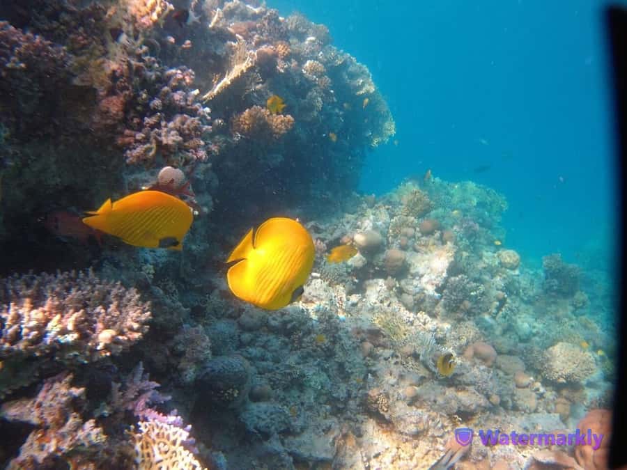 Dolphin house snorkeling trip - Price and the real cost of your $53 ticket