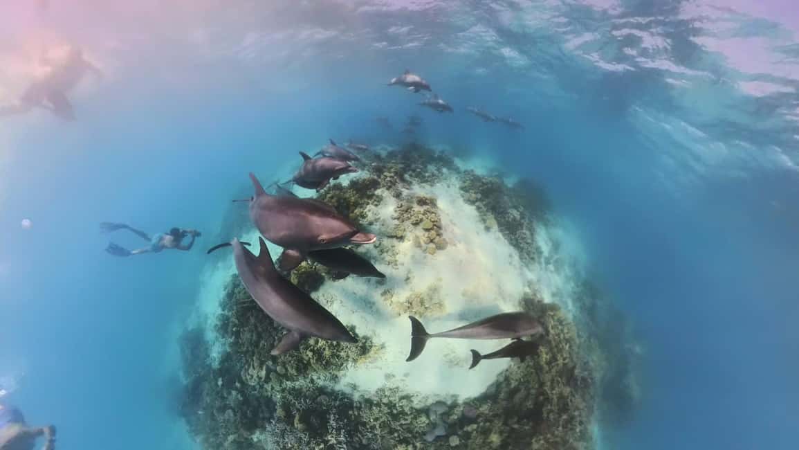 Dolphin Tour with Red Sea Fun. The Best in Hurghada - Key Highlights You’ll Care About