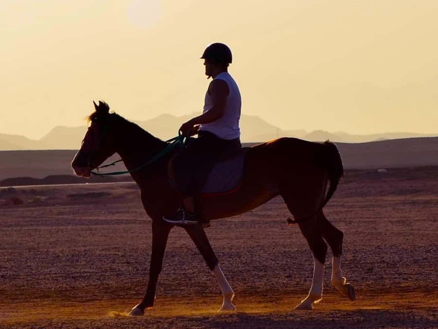 El Gouna: Desert & Sea Horse Riding With Swimming Optional - Picking Your Time Slot: Sunrise Breakfast, Sunset Dinner, or a Simple Ride
