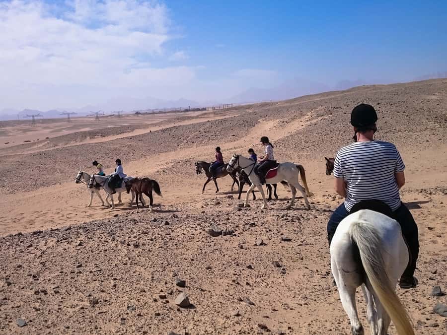El Gouna: Desert & Sea Horse Riding With Swimming Optional - Swimming Optional: The VIP 4-Hour Tour and the Reality of a Sea Horse Encounter