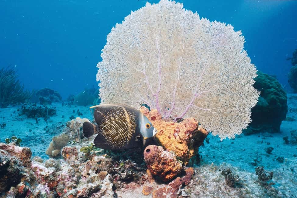 El Gouna Lagoon, Diving with Dolphin, Snorkeling & Lunch - Who this tour fits best (and who might be disappointed)