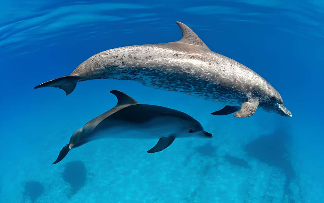 El Gouna Lagoon, Diving with Dolphin, Snorkeling & Lunch - Boat day comfort: transfers, crew feel, and how the flow works