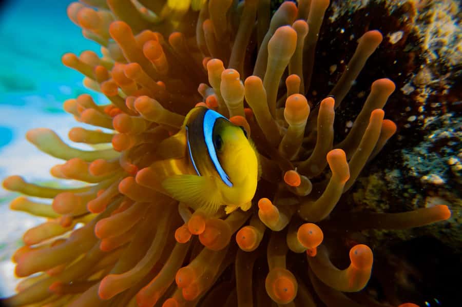 El Gouna: Red Sea Snorkeling Adventure with Transfers - Transfers Back to El Gouna: Ending Without Stress
