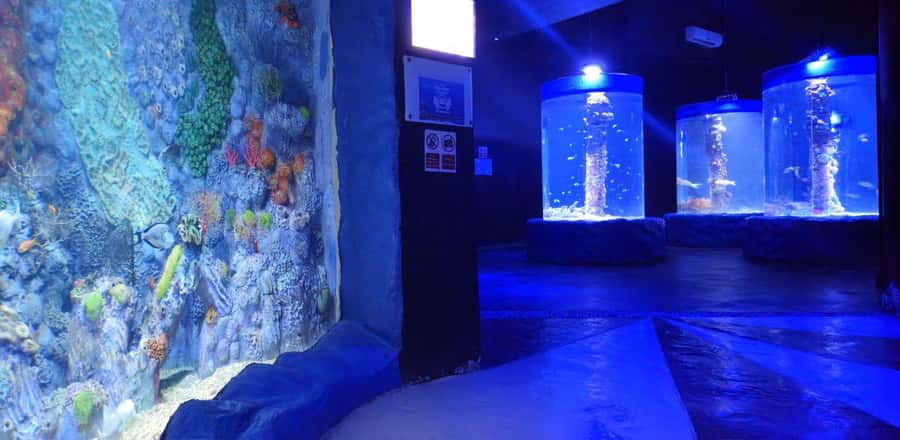 Entry Ticket: Grand Aquarium Hurgada - Rope bridge views and the rainforest exhibit for birds and reptiles