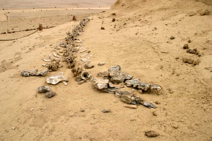 From Cairo: El Fayoum Private Day Trip with Lunch - Who this private day trip suits best