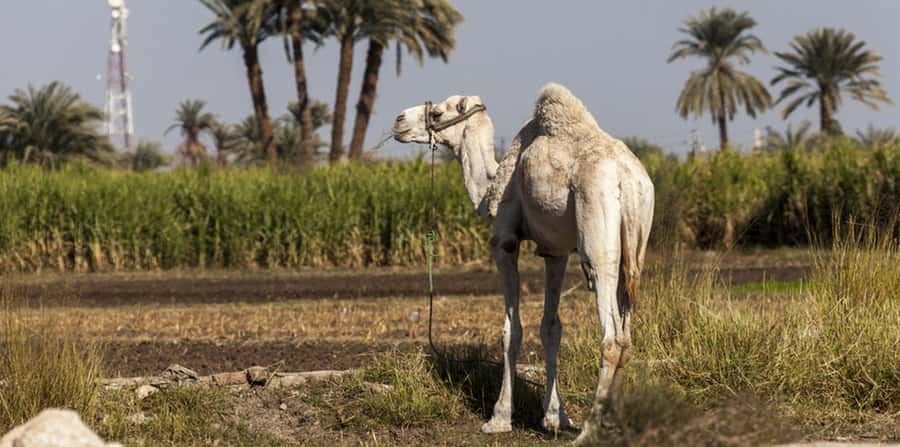 From Cairo: Fayoum Oasis and Wadi Al Rayan Guided Tour - Ancient Karanis and Fayoum Museum: Greco-Roman Sights With Context