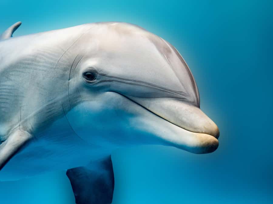 From Hurghada: Hula Hula Island Speedboat Tour with Dolphins - Where This Trip Fits in Your Hurghada Plan