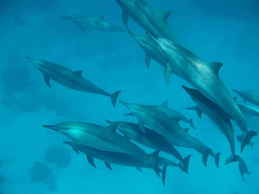 From Hurghada: Hula Hula Island Speedboat Tour with Dolphins - Shared vs Private Speedboat: Choose Your Comfort Level