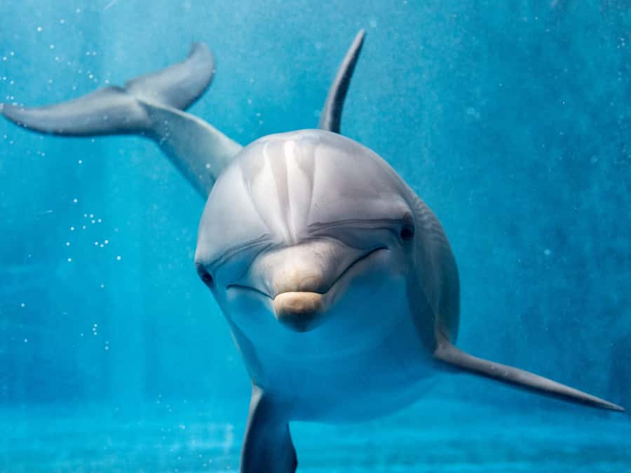 From Hurghada: Hula Hula Island Speedboat Tour with Dolphins - Morning vs Sunset Departure: Light and Water Conditions