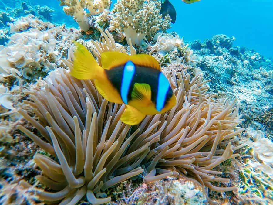 From Hurghada: Orange bay Snorkeling Cruise with Lunch - Snorkeling With Instructors: What This Format Does for You