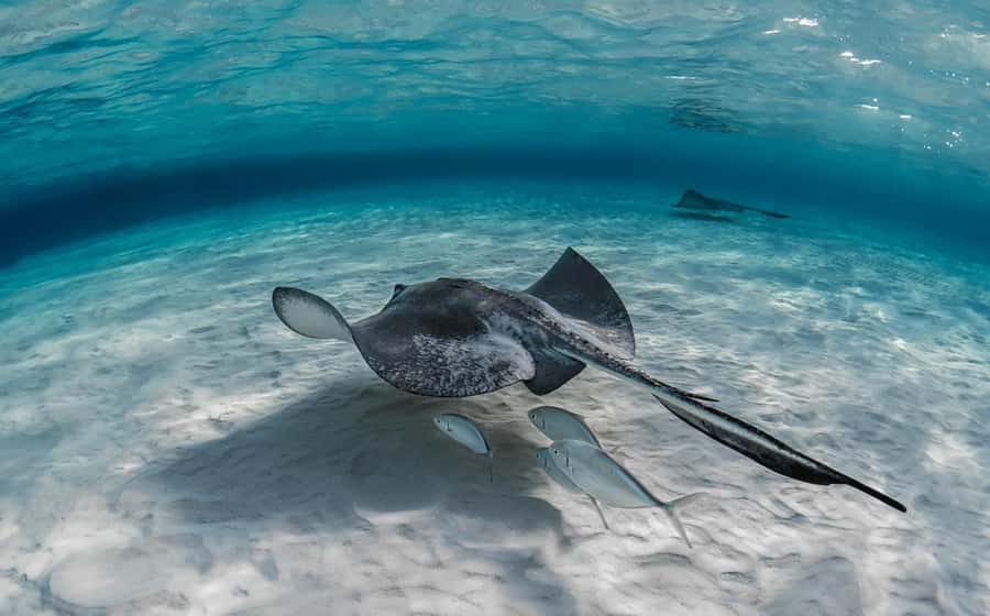 From Hurghada: Orange bay Snorkeling Cruise with Lunch - Who This Cruise Fits Best (and Who Might Want Another Option)