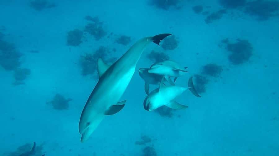 From Hurghada: Orange bay Snorkeling Cruise with Lunch - Practical Tips That Make Your Day Smoother