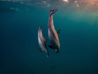 From Hurghada: Paradise Island Speedboat Tour with Dolphins - Dolphin hunting in the wild: the 75% chance and your best mindset