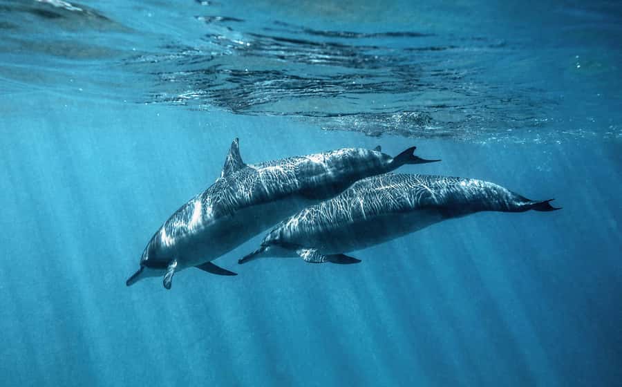From Hurghada: Paradise Island Speedboat Tour with Dolphins - Abu Minqar photo stop: the white-sand moment you’ll remember