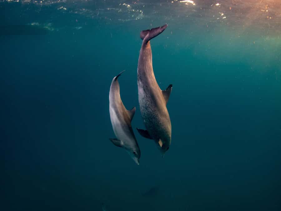 From Hurghada: Paradise Island Speedboat Tour with Dolphins - Dolphin hunting in the wild: the 75% chance and your best mindset