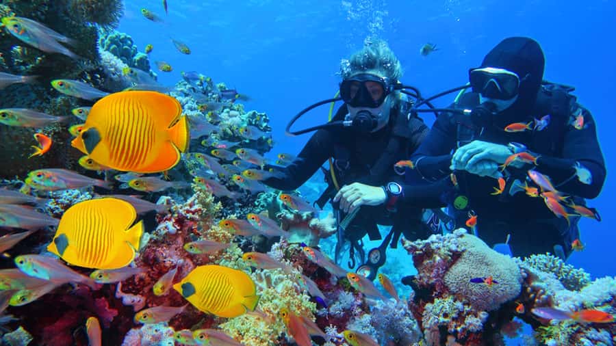 From Hurghada: Scuba Diving with Expert Guide & 2 Dives - How the day actually flows from Hurghada