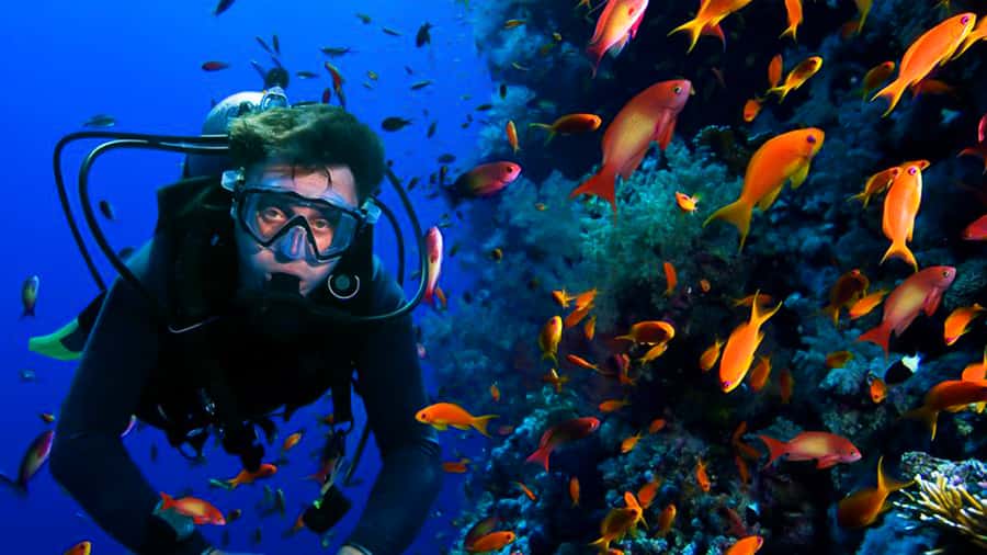 From Hurghada: Scuba Diving with Expert Guide & 2 Dives - Who this works best for in Hurghada