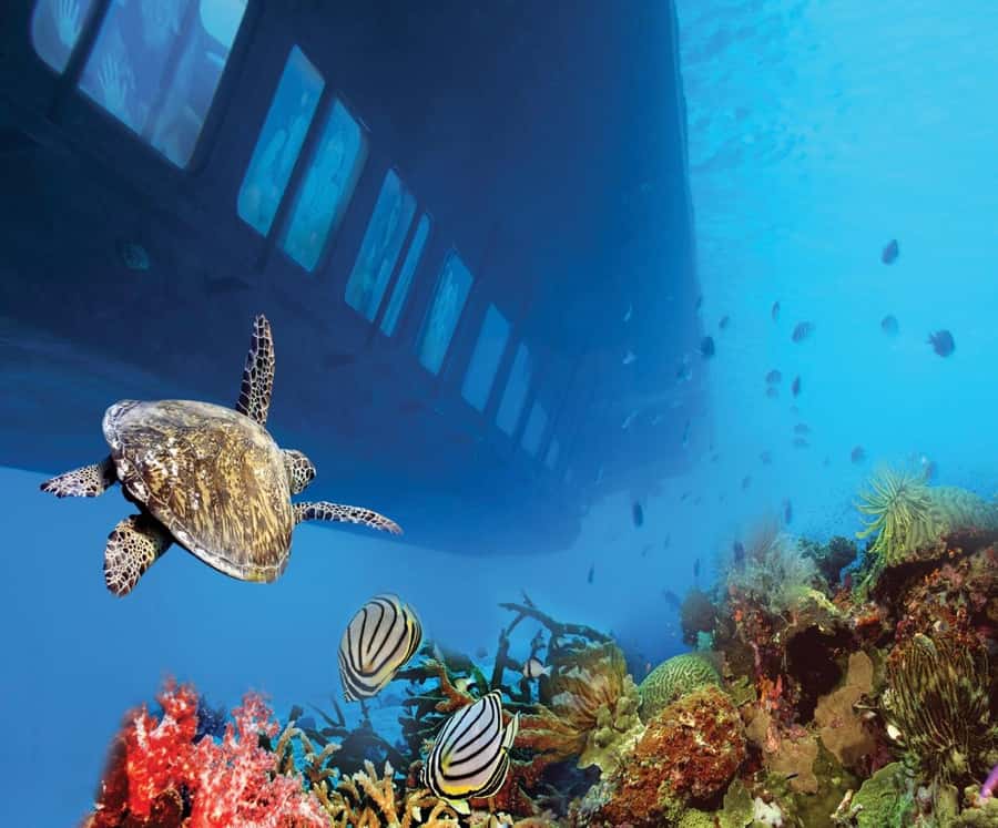 From Safaga: Royal Seascope Submarine with Snorkeling - FAQ