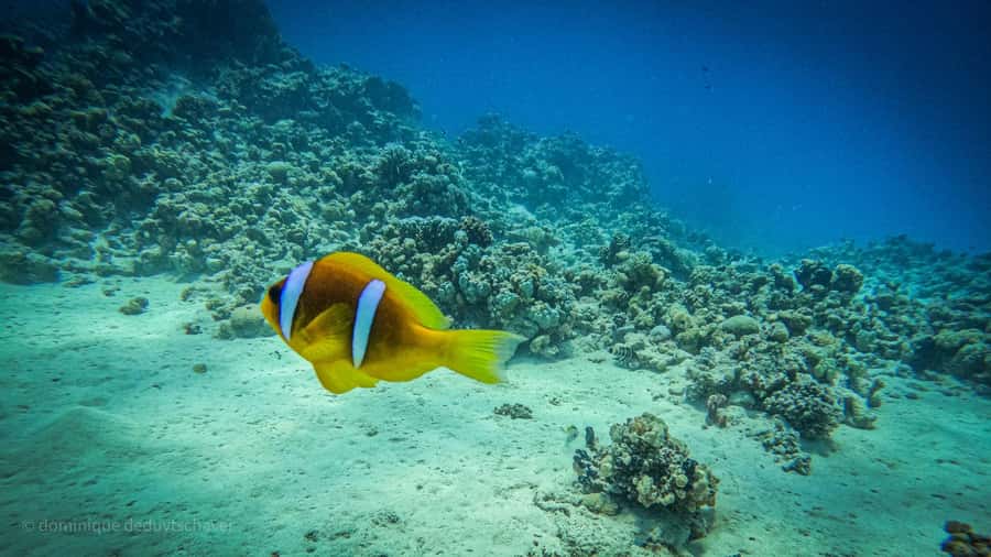 From Sharm El-Sheikh: Ras Mohamed & white island Boat Trip - Price and Value: Is $88 a Good Deal?