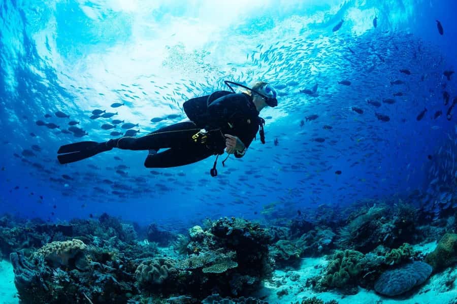 From Sharm: Luxury Diving cruise to Ras Mohammed with Lunch - Sharm El Sheikh to Ras Mohammed: what makes this yacht day special