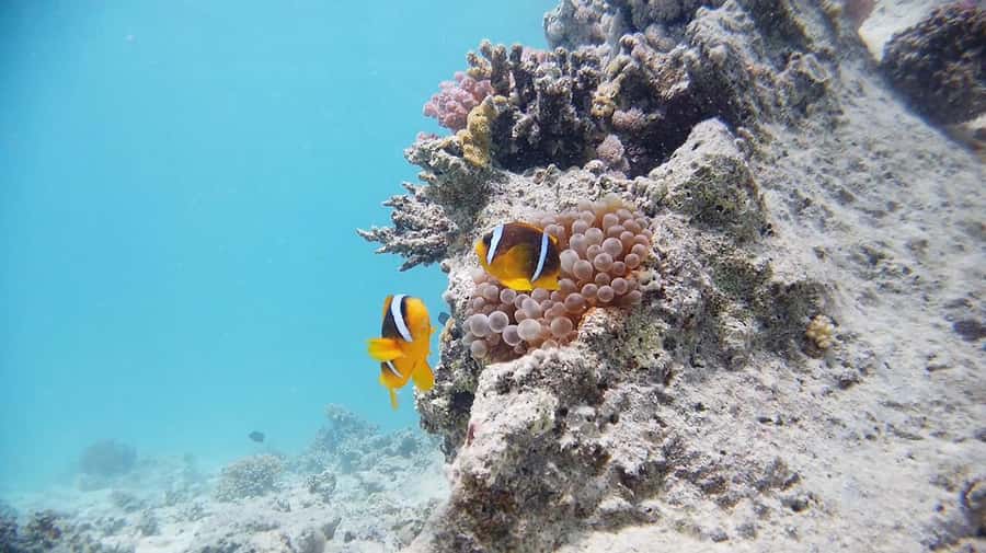 From Sharm: Luxury Diving cruise to Ras Mohammed with Lunch - Lunch onboard after the second underwater session: value you’ll feel later