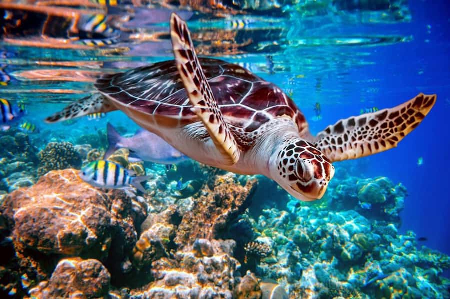 From Sharm: Ras Mohammed snorkeling cruise & optional diving - Ras Mohamed National Park: Where the Snorkeling Time Counts