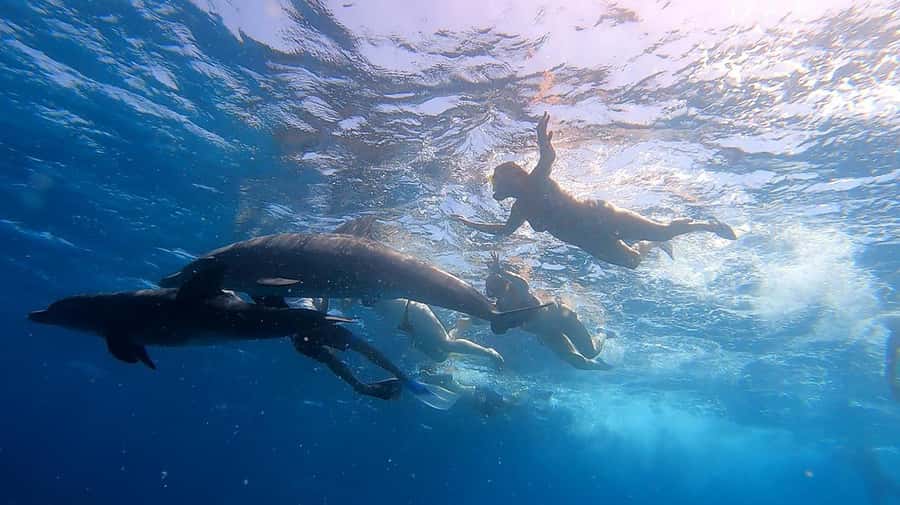 From Sharm: White Island and Ras Mohamed Snorkeling Trip - Safety and guide support: the reason nervous swimmers still feel good