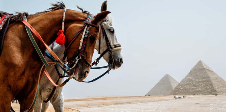 Giza: Arabian Horse Tour Around the Giza Pyramids - Reviews: What Works, What’s Mixed, and What to Take Seriously
