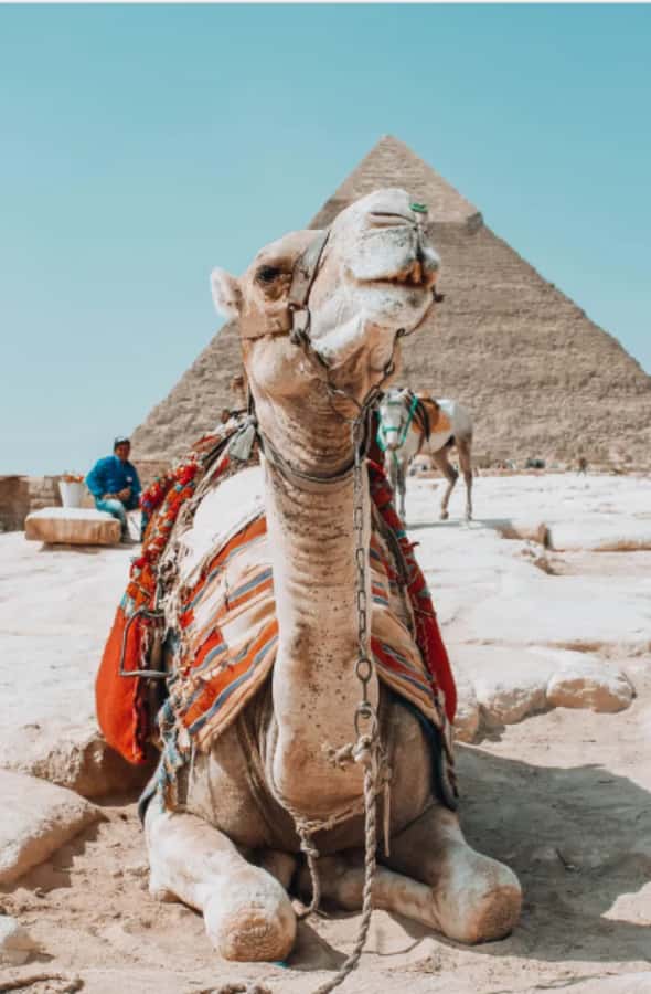 Grand Egyptian Museum, Pyramids, Sphinx & Authentic Lunch - Should You Book This GEM, Pyramids, Sphinx & Authentic Lunch Tour?