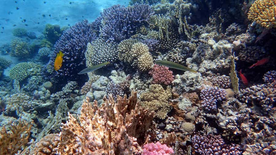 Hurghada: 1 day DIVING Refrechment, Check Dives and Dolphins - Why This Hurghada Day Works for the “Rusty but Licensed” Crowd