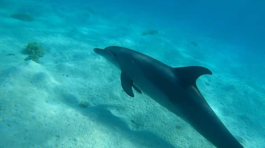 Hurghada: 3 Islands, Dolphins & Snorkel Yacht Trip w/ Lunch - Giftun Island National Park: where the coral sightings tend to happen
