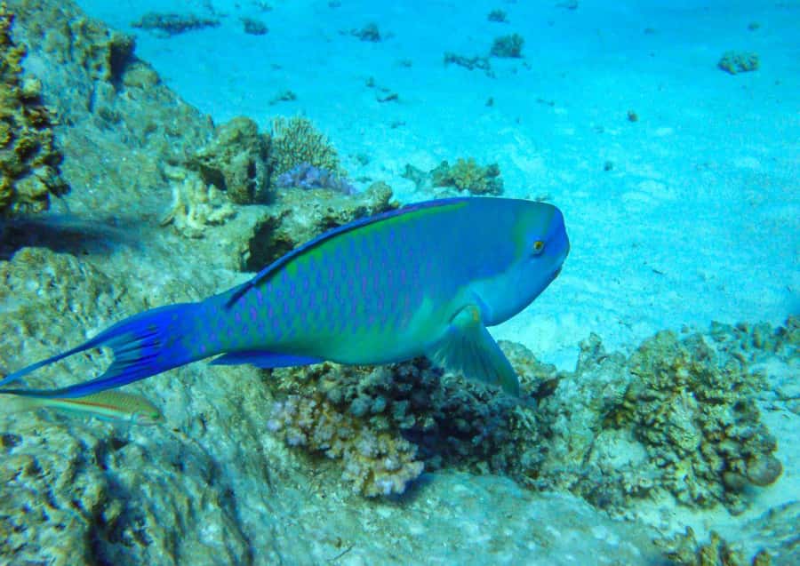 Hurghada: 3 Islands, Dolphins & Snorkel Yacht Trip w/ Lunch - Dolphin watching: the thrill, and what controls it