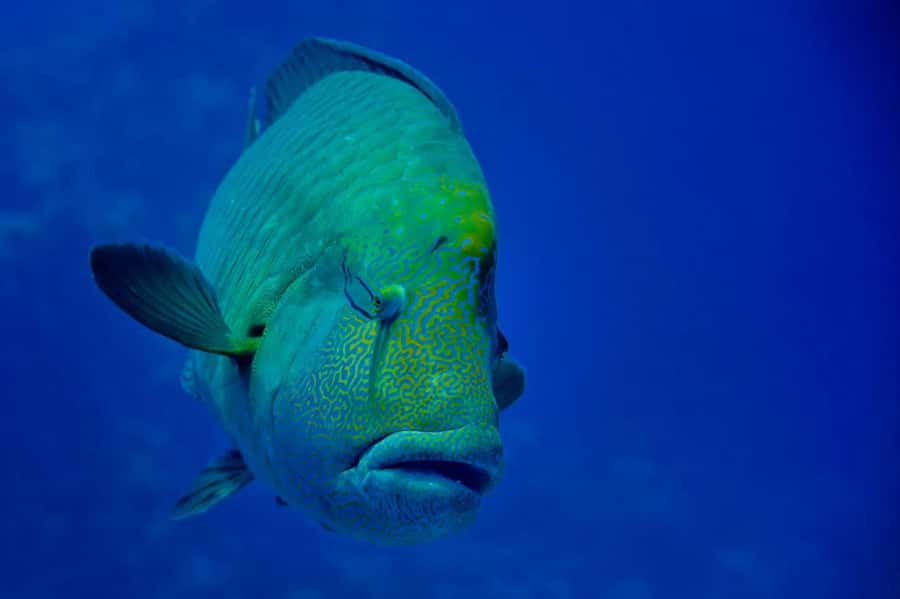 Hurghada: 3 Islands, Dolphins & Snorkel Yacht Trip w/ Lunch - Price and value check: is $47 a smart buy?